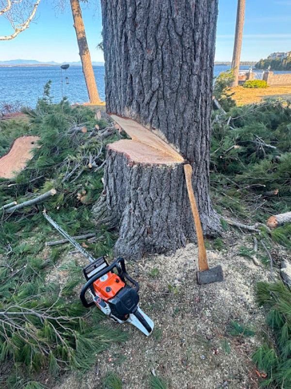 Chainsaw and axe beside a freshly cut tree trunk near a waterfront.
