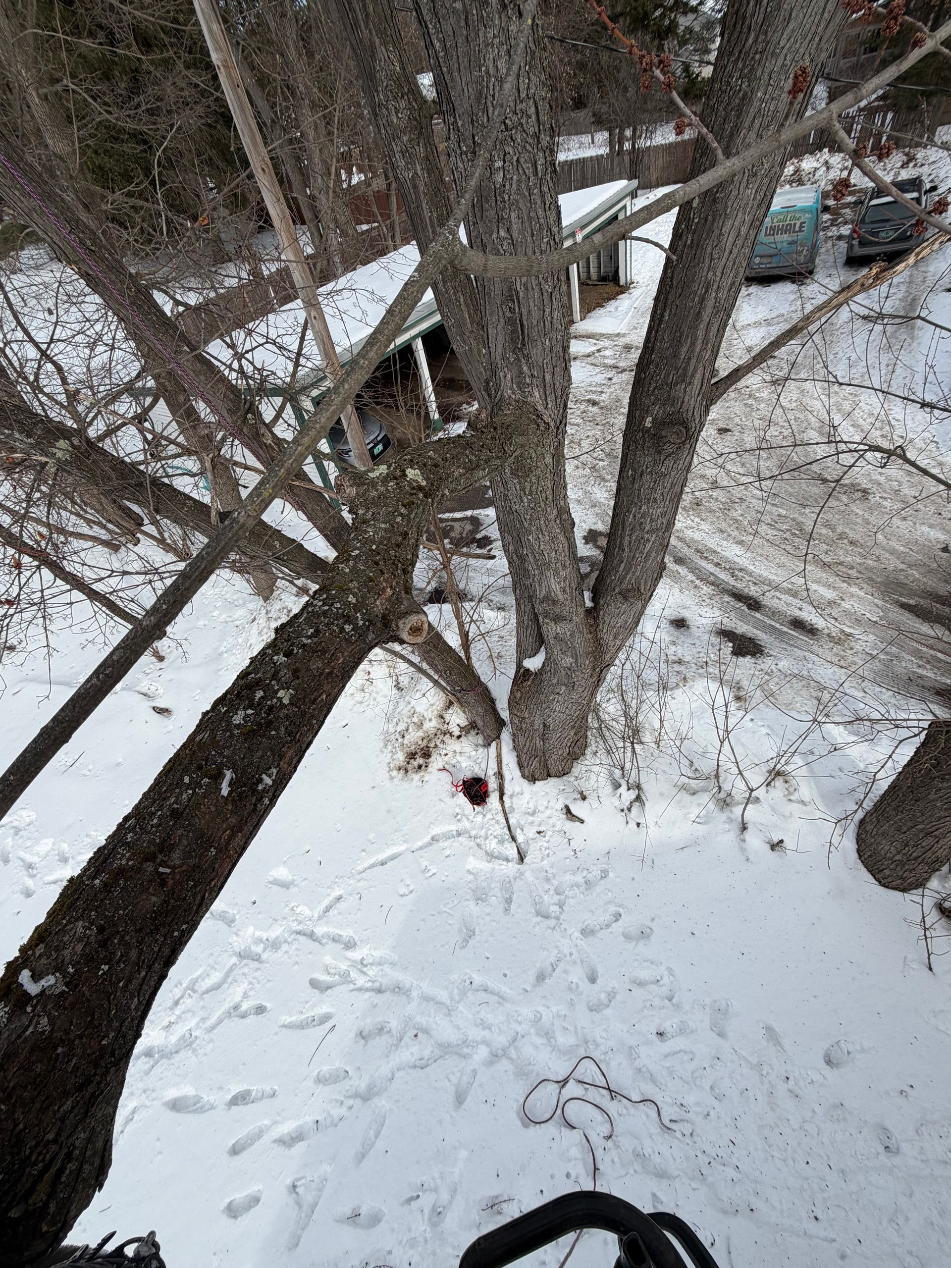 Snowy yard with large trees and a walkway beside parked cars