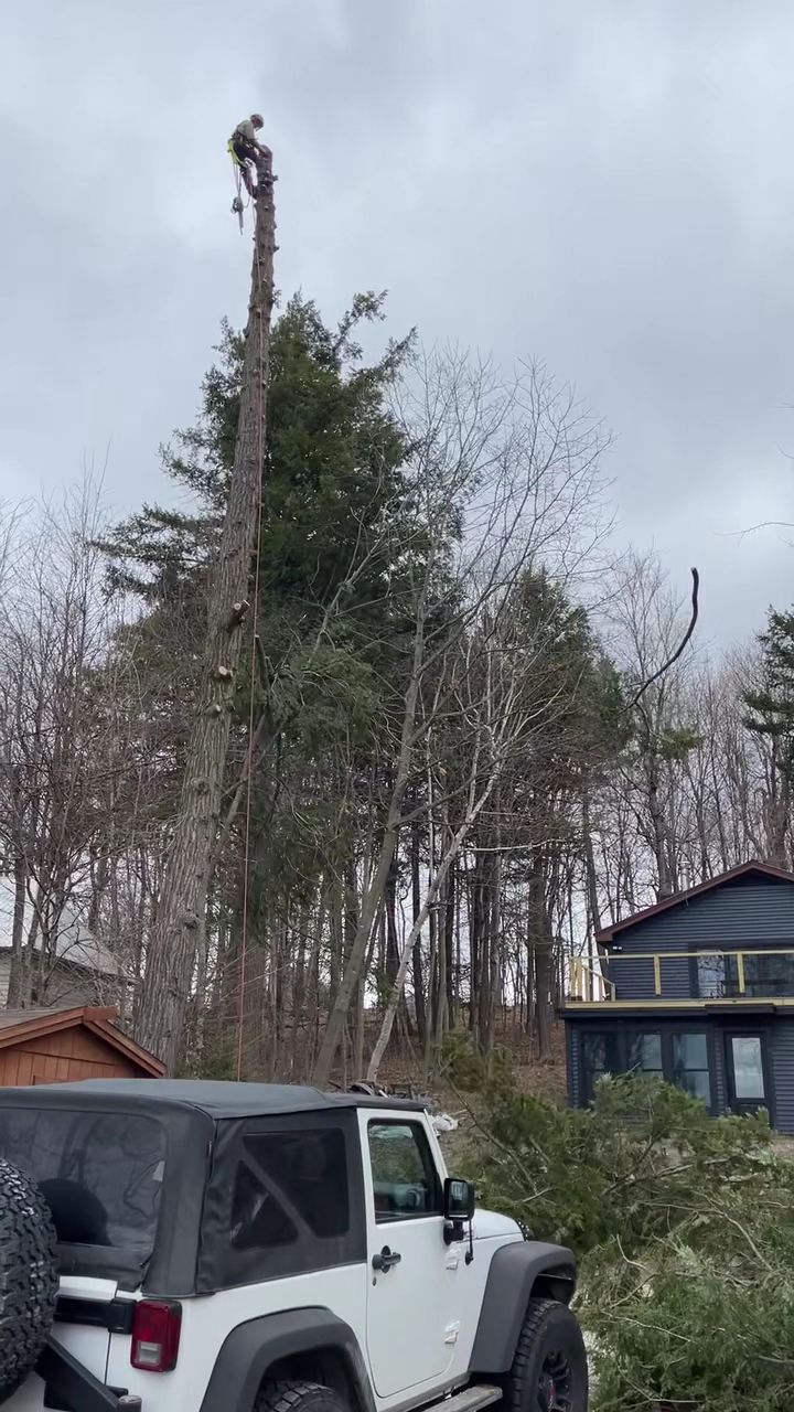 White Jeep parked by a wooded yard, with a tall cut tree trunk rising above the trees and a house in the background