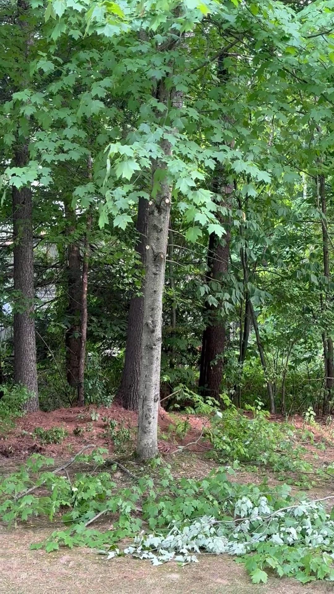 Dense green forest with tall trees, leafy understory, and a patch of cut branches on the ground