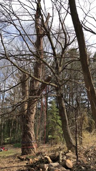 Leafless trees in a wooded area with cut logs and branches on the ground under a cloudy sky