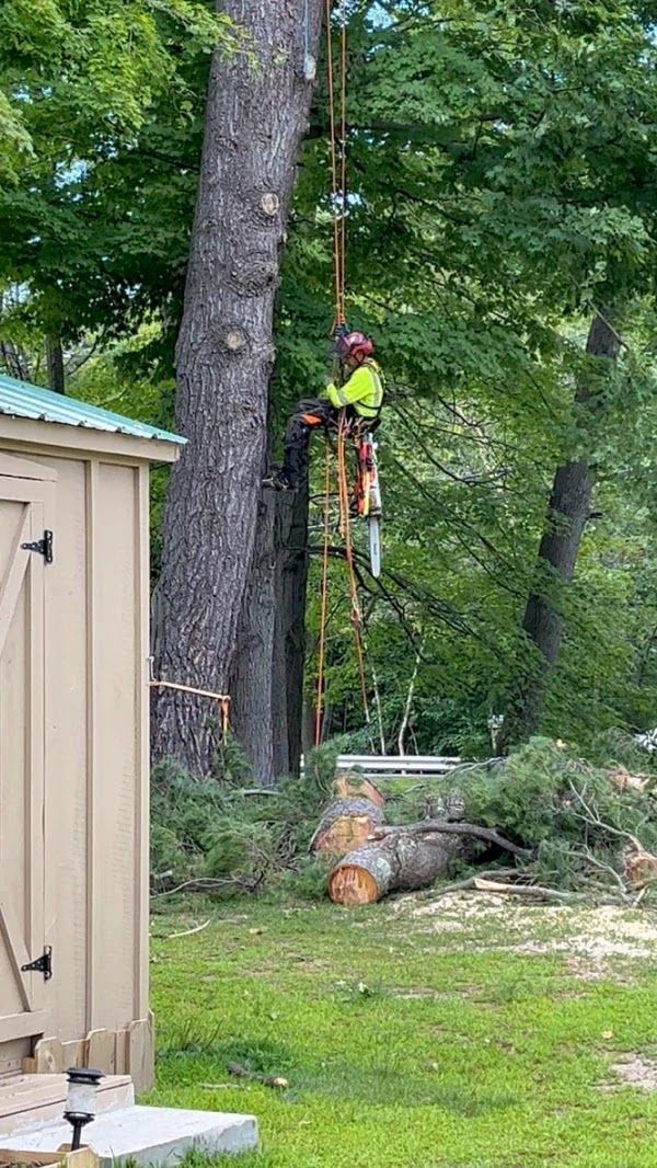 Person in safety gear climbing a tree beside a shed in a wooded yard
