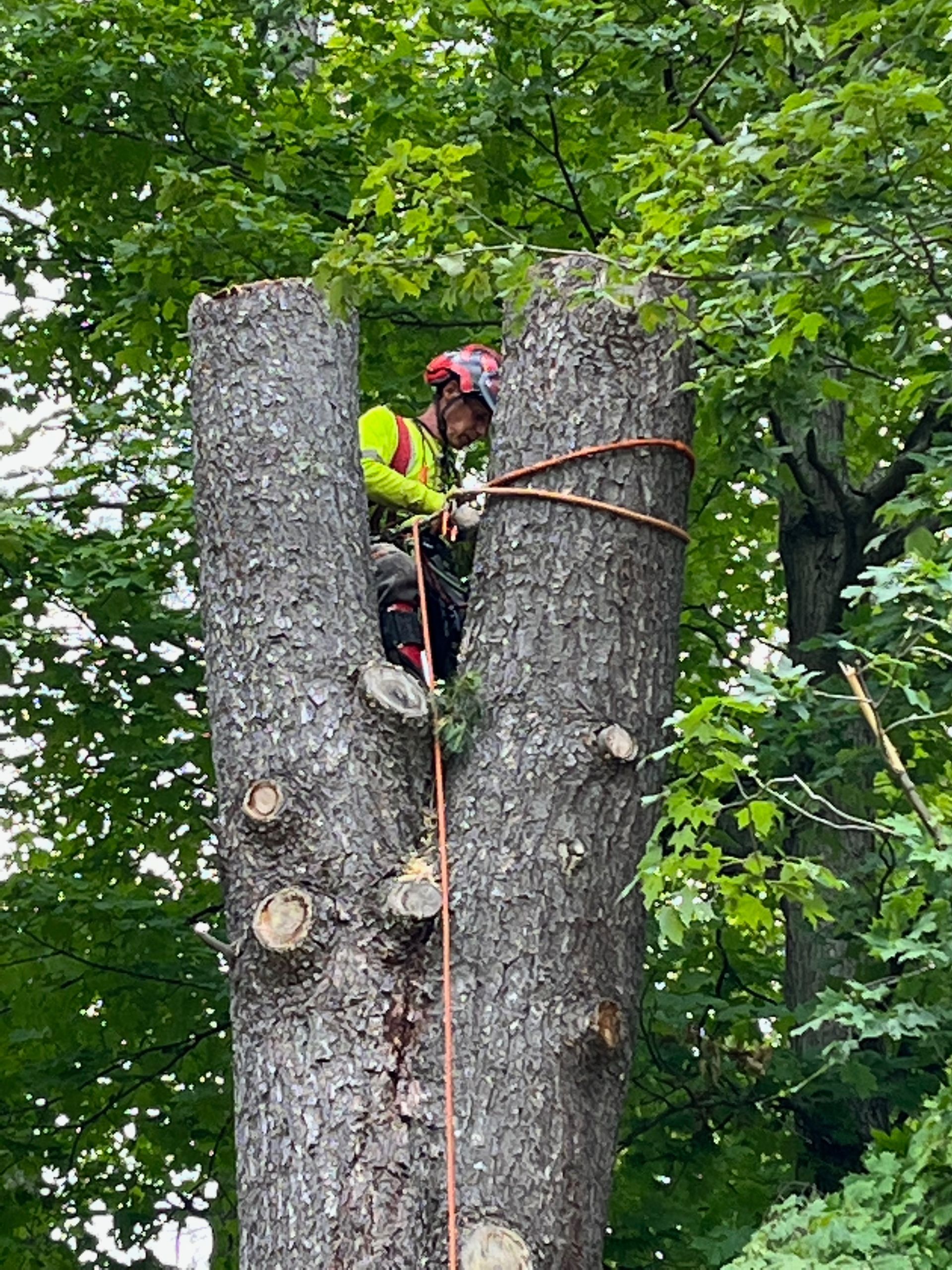 Arborist in neon jacket climbing between two tree trunks with ropes in a leafy forest
