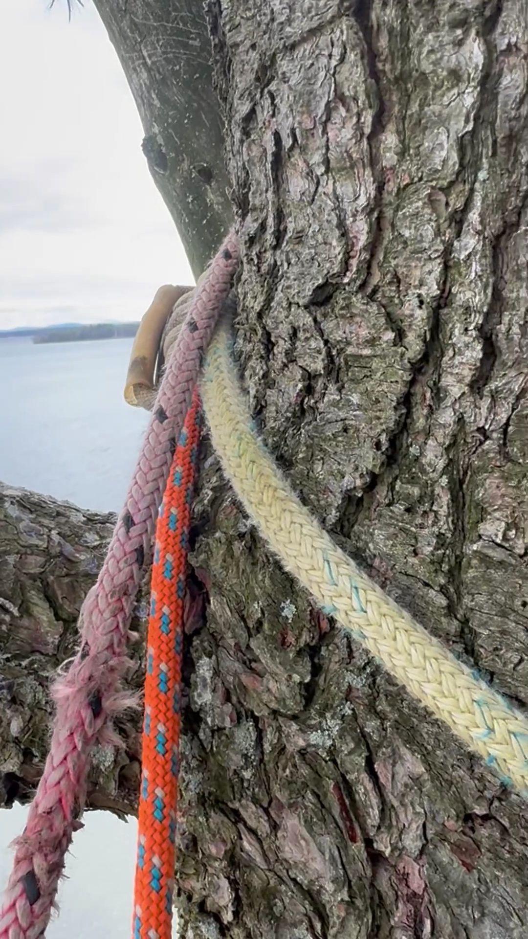 Climbing ropes wrapped around a tree trunk beside a body of water