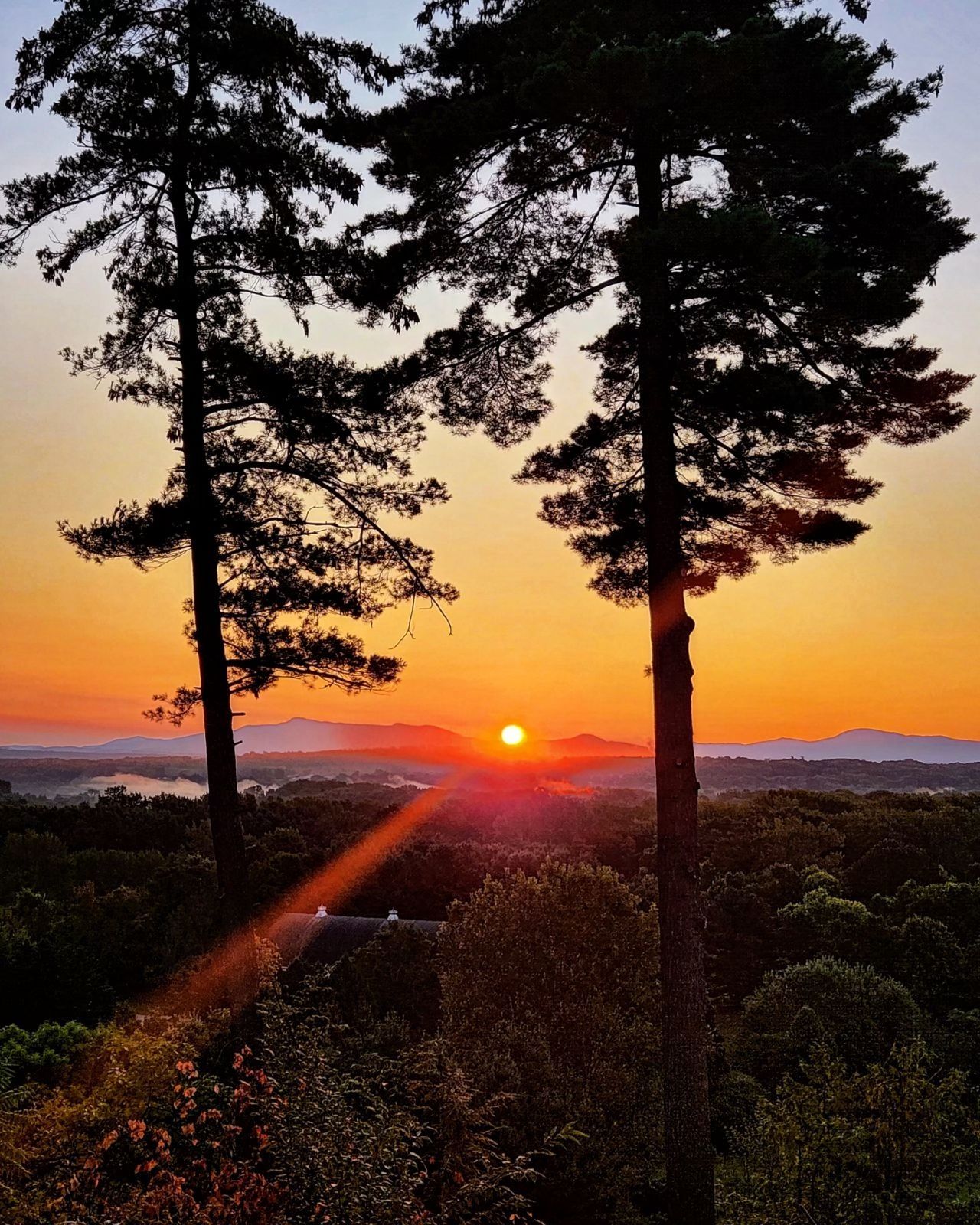 Sunset over a forested landscape with two tall silhouetted trees and a glowing orange sky