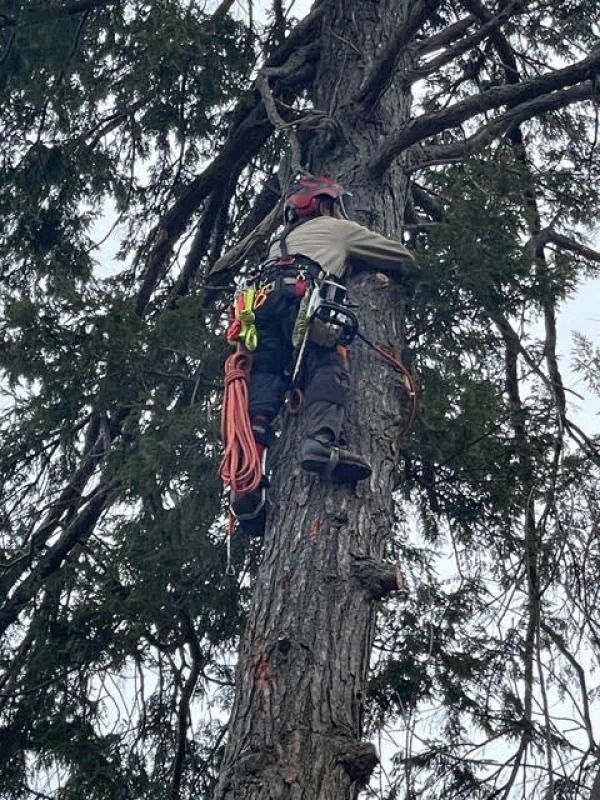 Tree climber in safety gear scaling a tall evergreen, with ropes and tools attached.