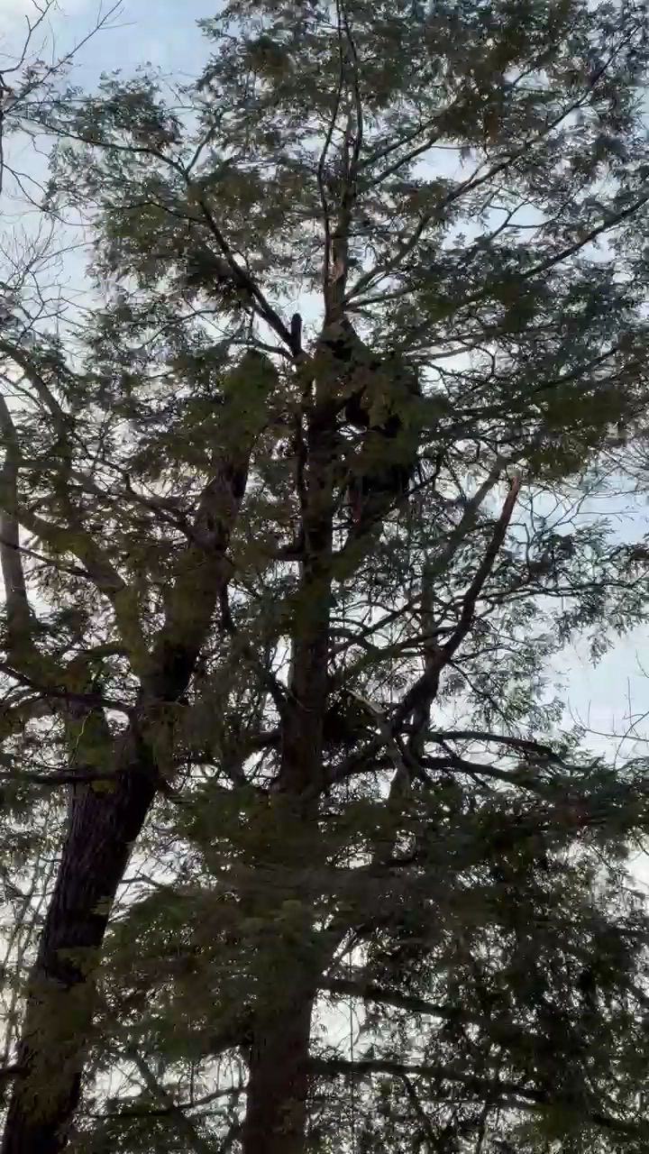 Tall tree canopy with a bird perched among branches against the sky