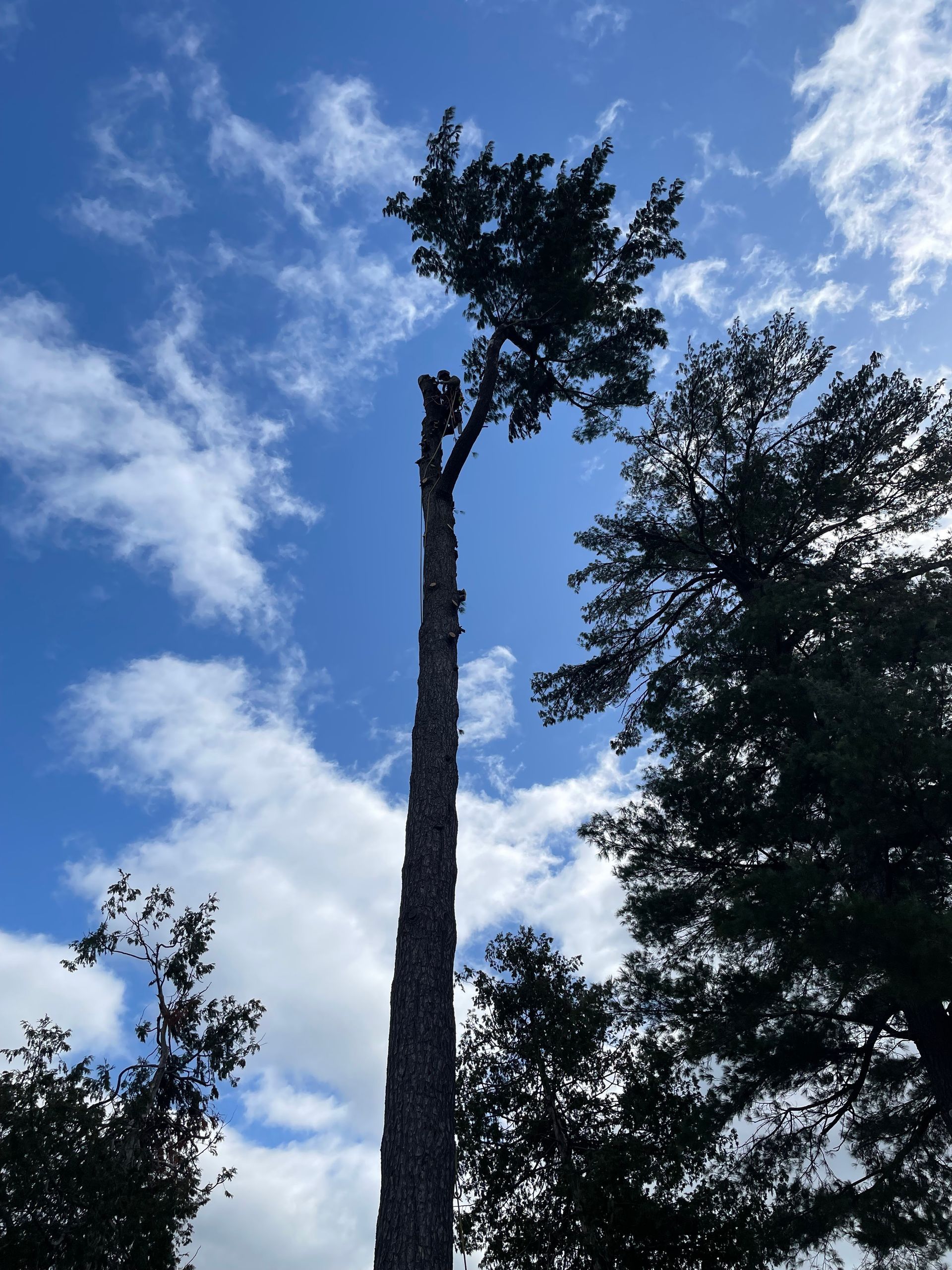 Tall tree trunk with a few branches against a blue sky with scattered white clouds