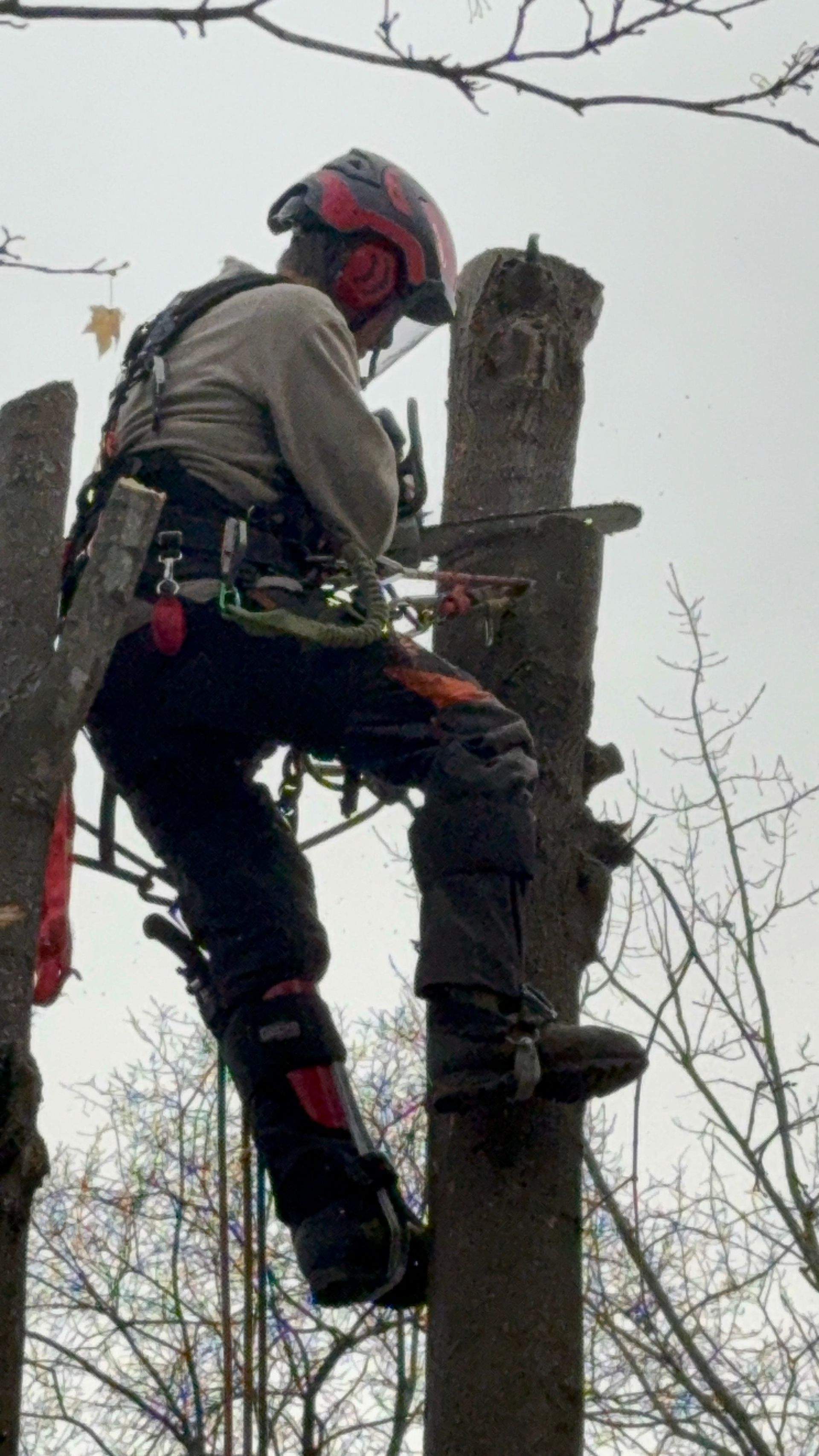 Arborist in climbing gear ascending a tree, using a rope and harness while pruning branches
