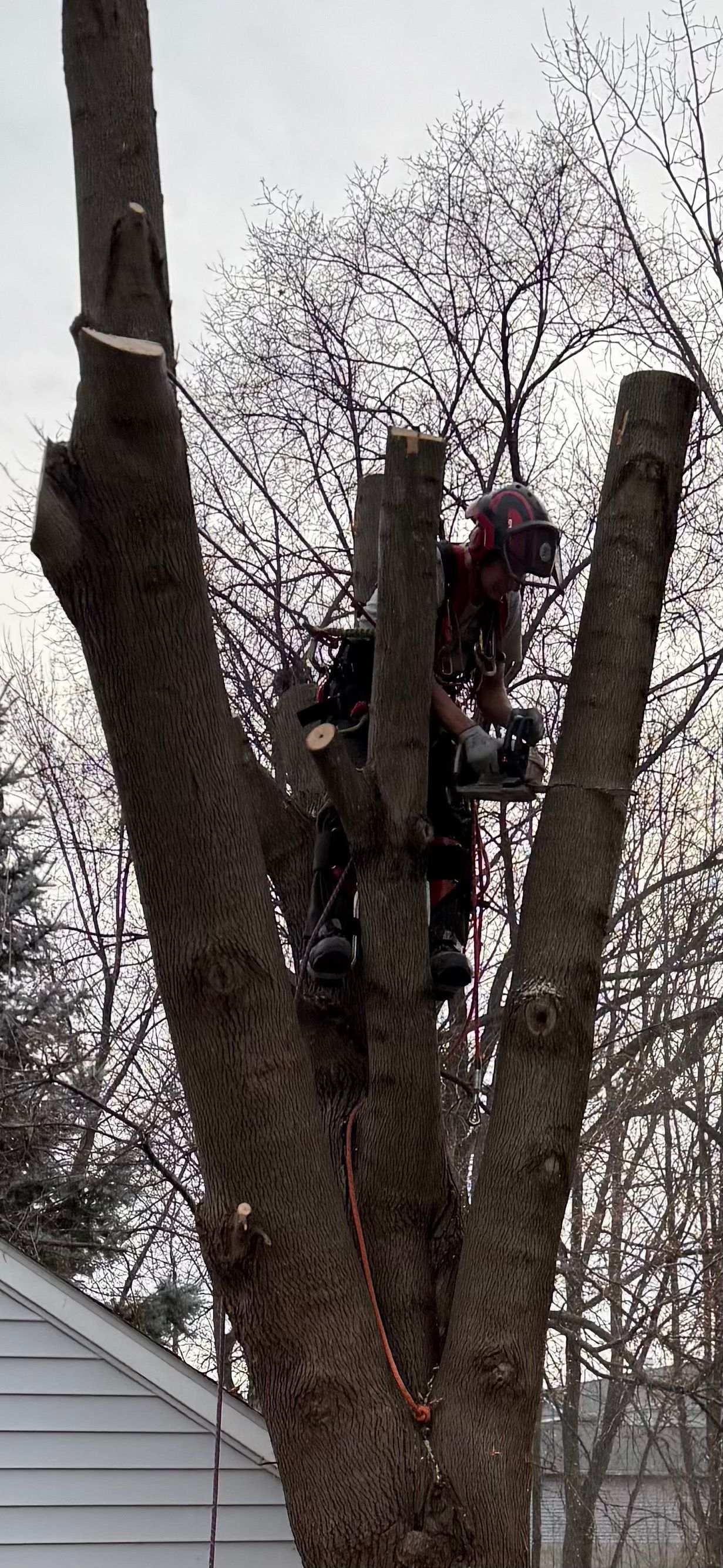 Person climbing a tall bare tree beside a house, wearing a helmet and harness