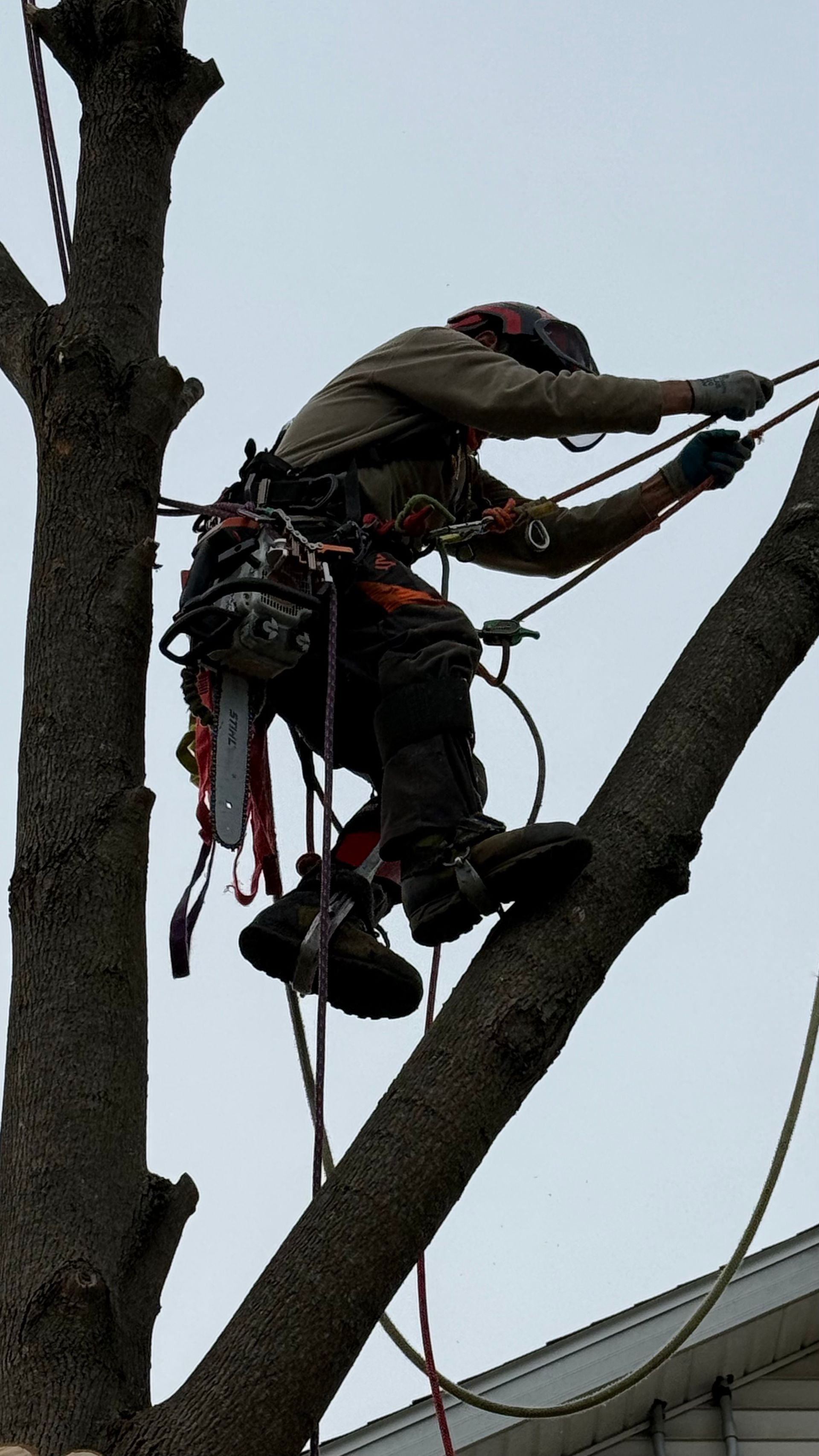 Worker in safety harness trimming a tree branch with a chainsaw on a ladder