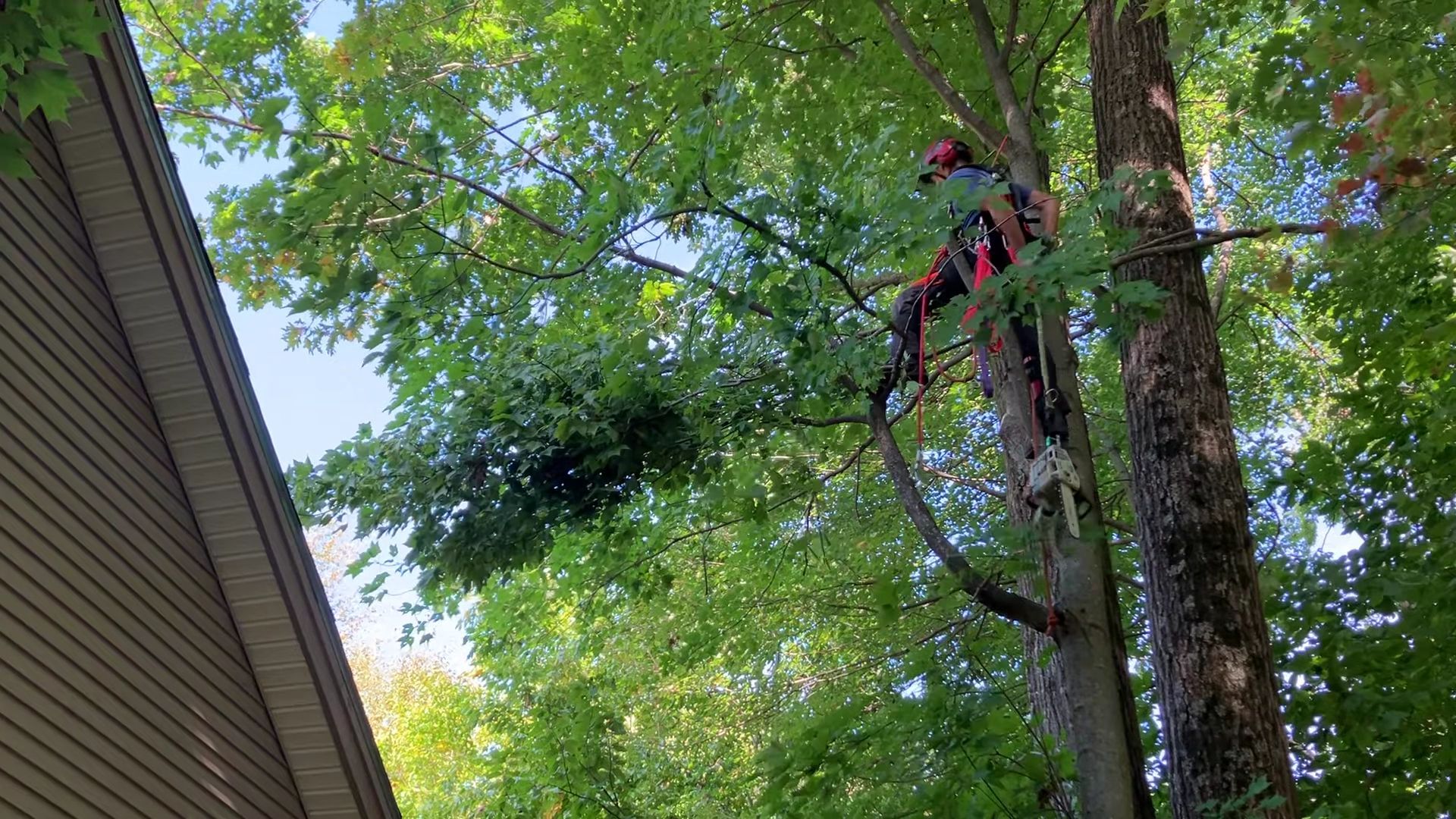 Person climbing a tree beside a house, surrounded by green leaves and branches