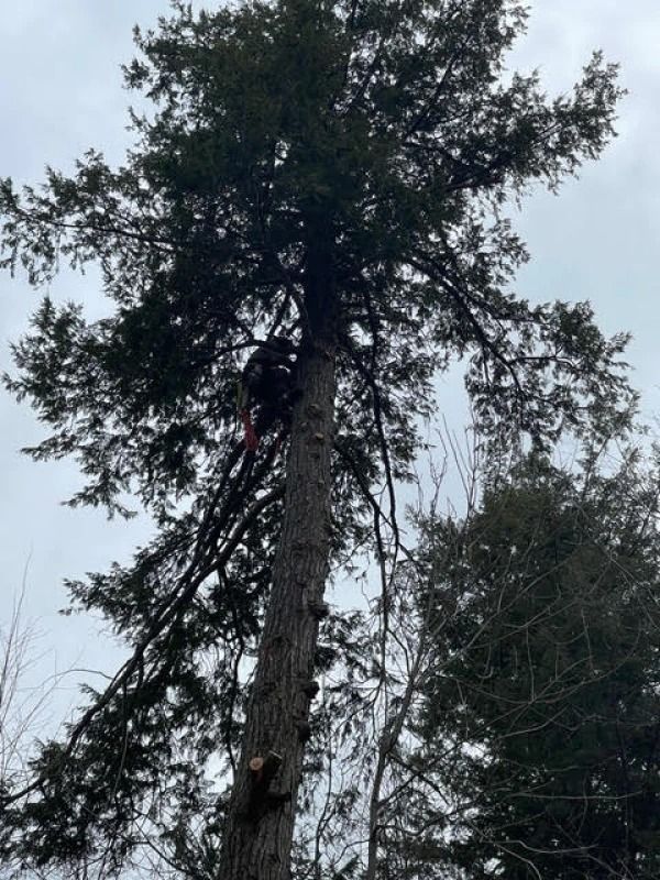 Two climbers ascending a tall tree, viewed from below against a cloudy sky