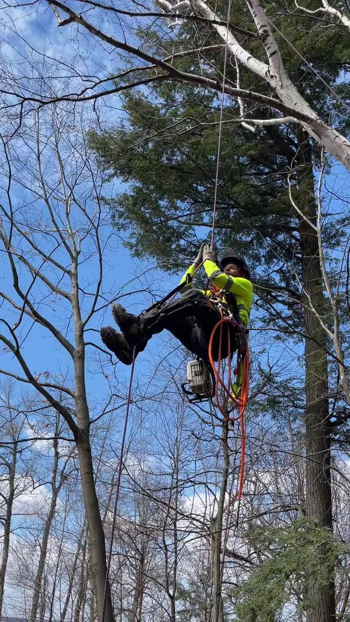 Tree worker in a safety harness climbing high in a leafless forest, using ropes and gear