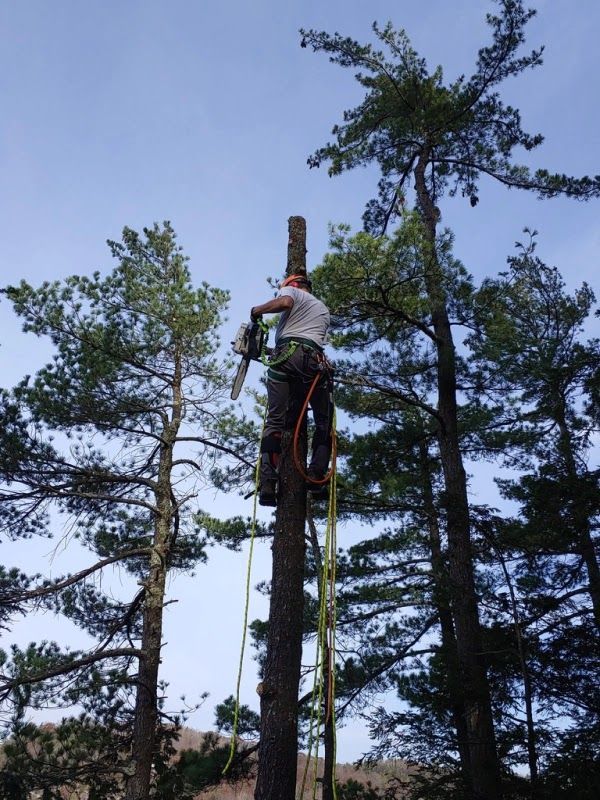 Arborist climbing a tall tree using safety gear in a forest clearing