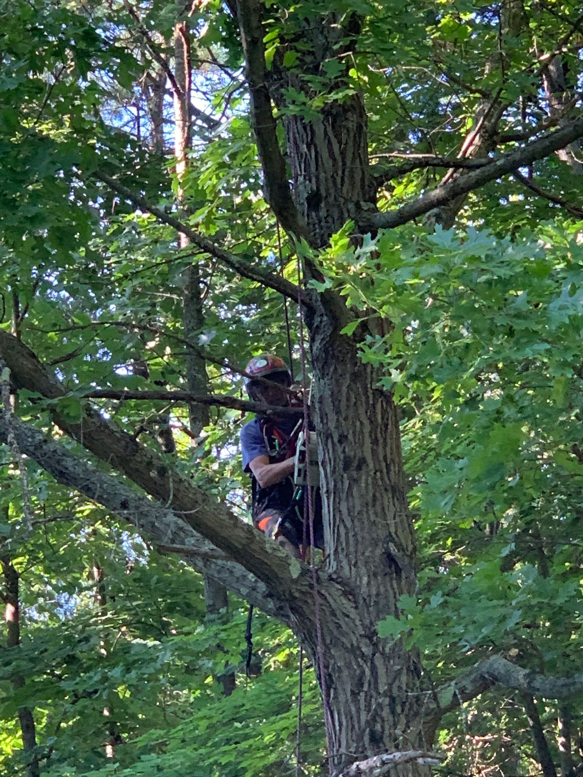 Person climbing a large tree in a leafy forest canopy