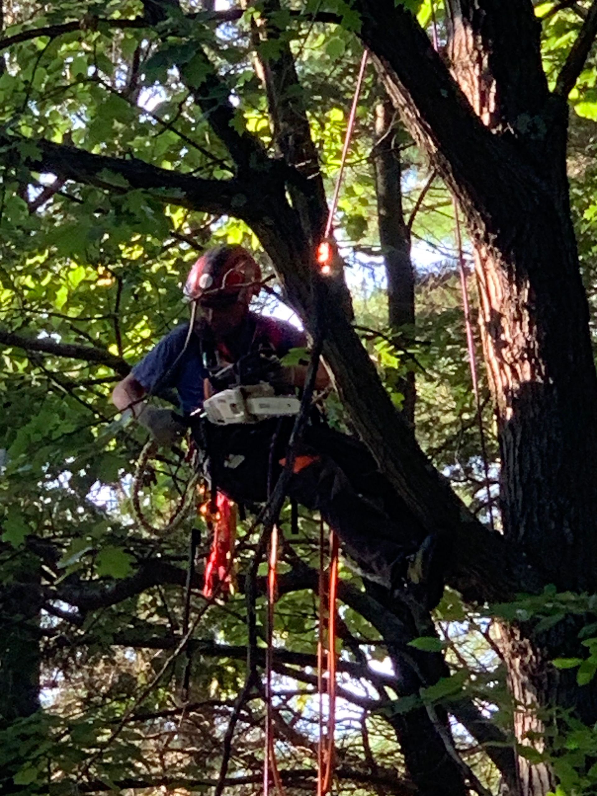 Person climbing a tree wearing a harness and ropes amid dense green leaves