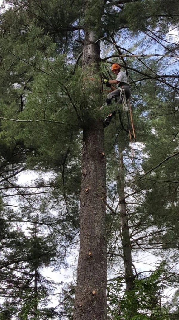 Tree climber in a helmet and harness working high in a pine tree with ropes.