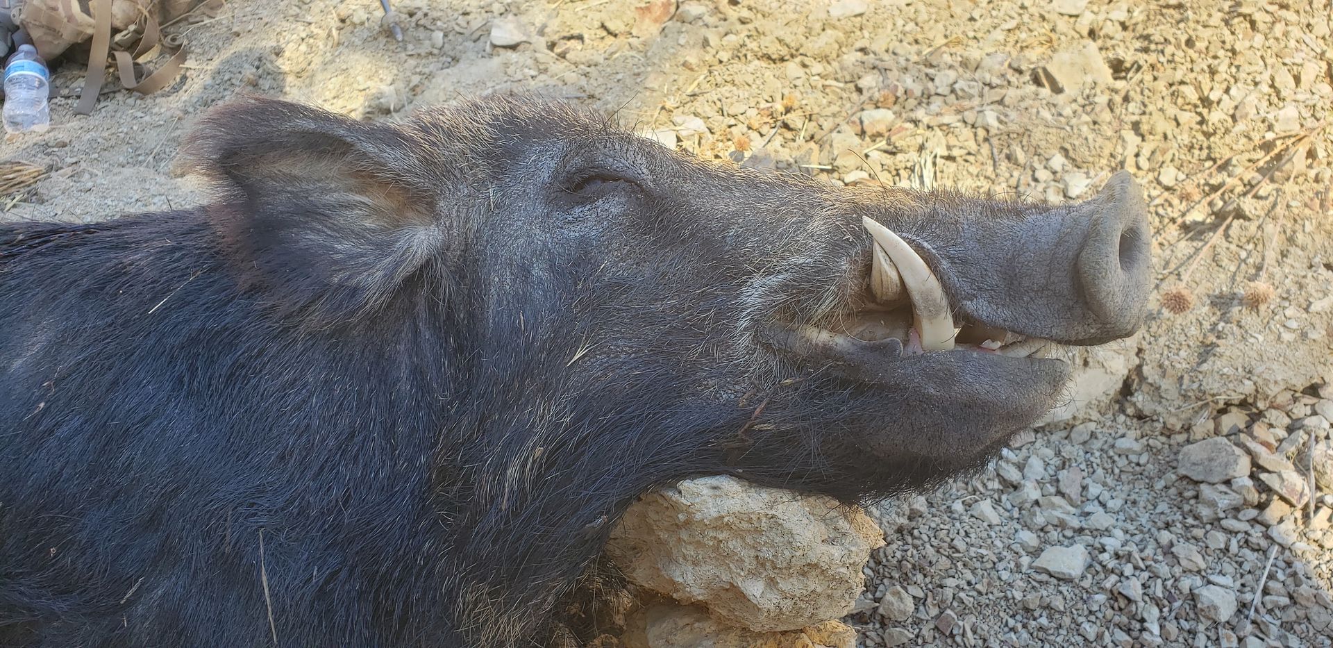 Close-up of a black wild boar lying on gravel, with a snout and tusks visible.