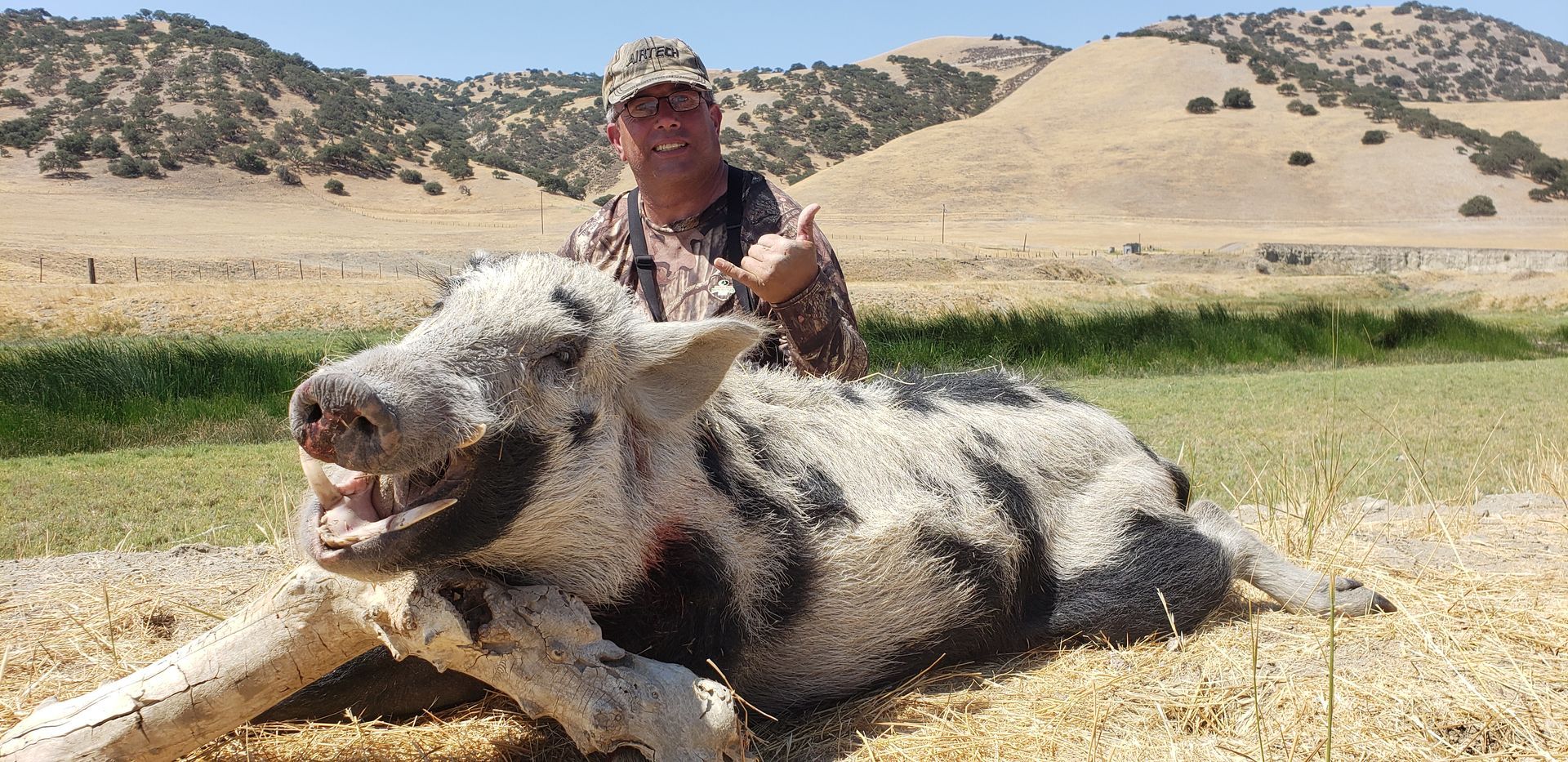 Person kneels behind a large black-and-white pig lying in a dry grassy field with hills in the background