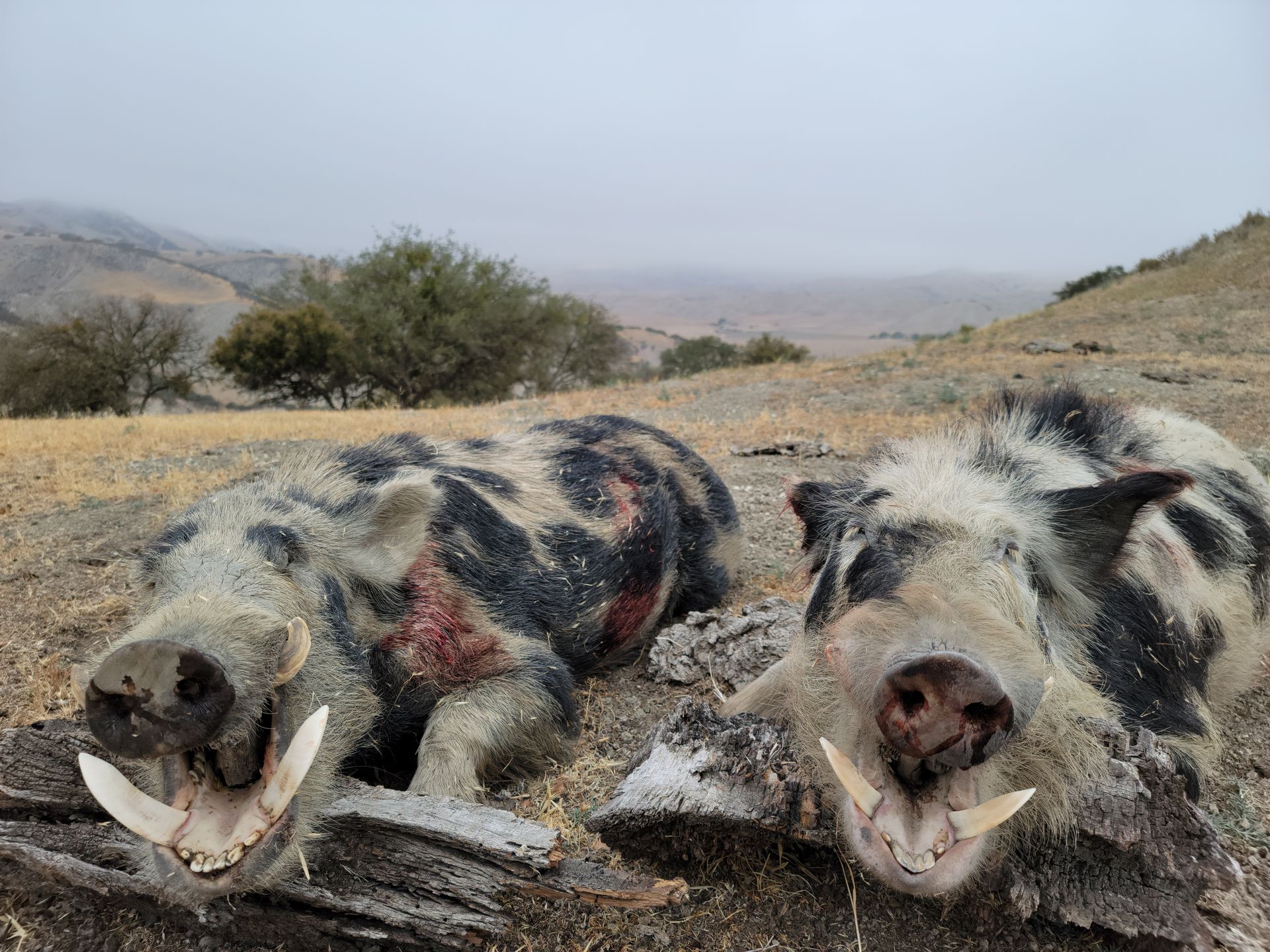 Two dead wild boars on a dirt road in a dry, hilly landscape