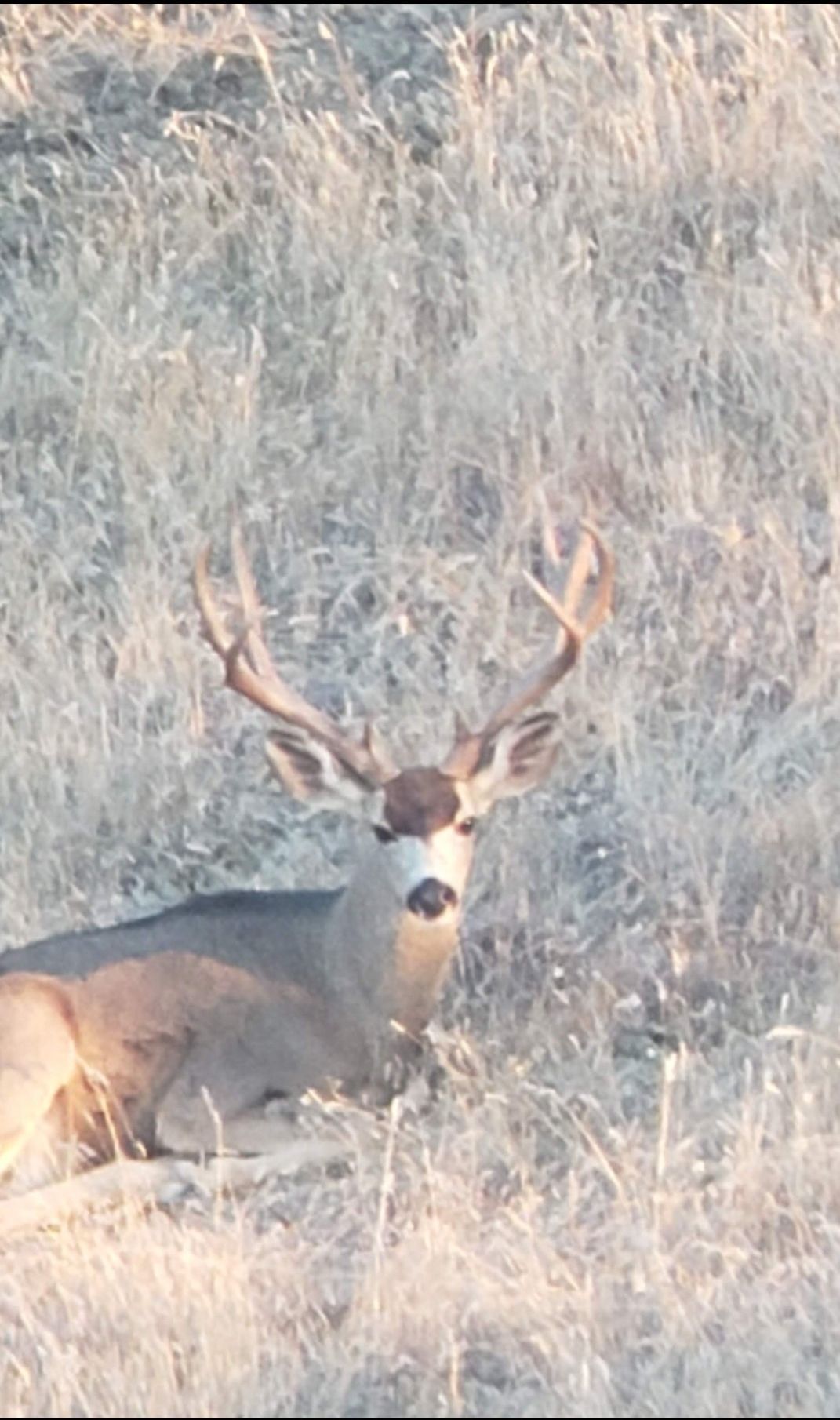 Buck with large antlers standing in dry grass and brush.