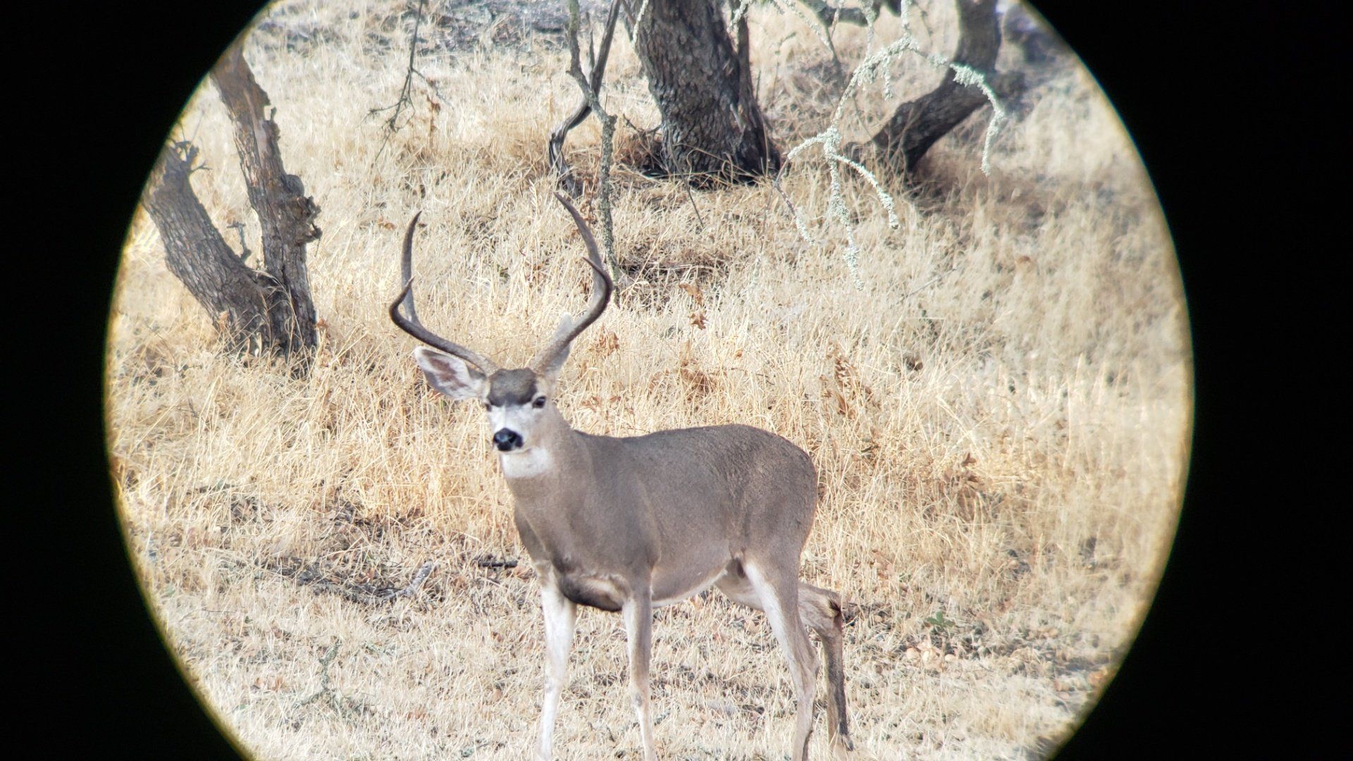 Buck deer standing in dry grass with large antlers, viewed through binoculars.