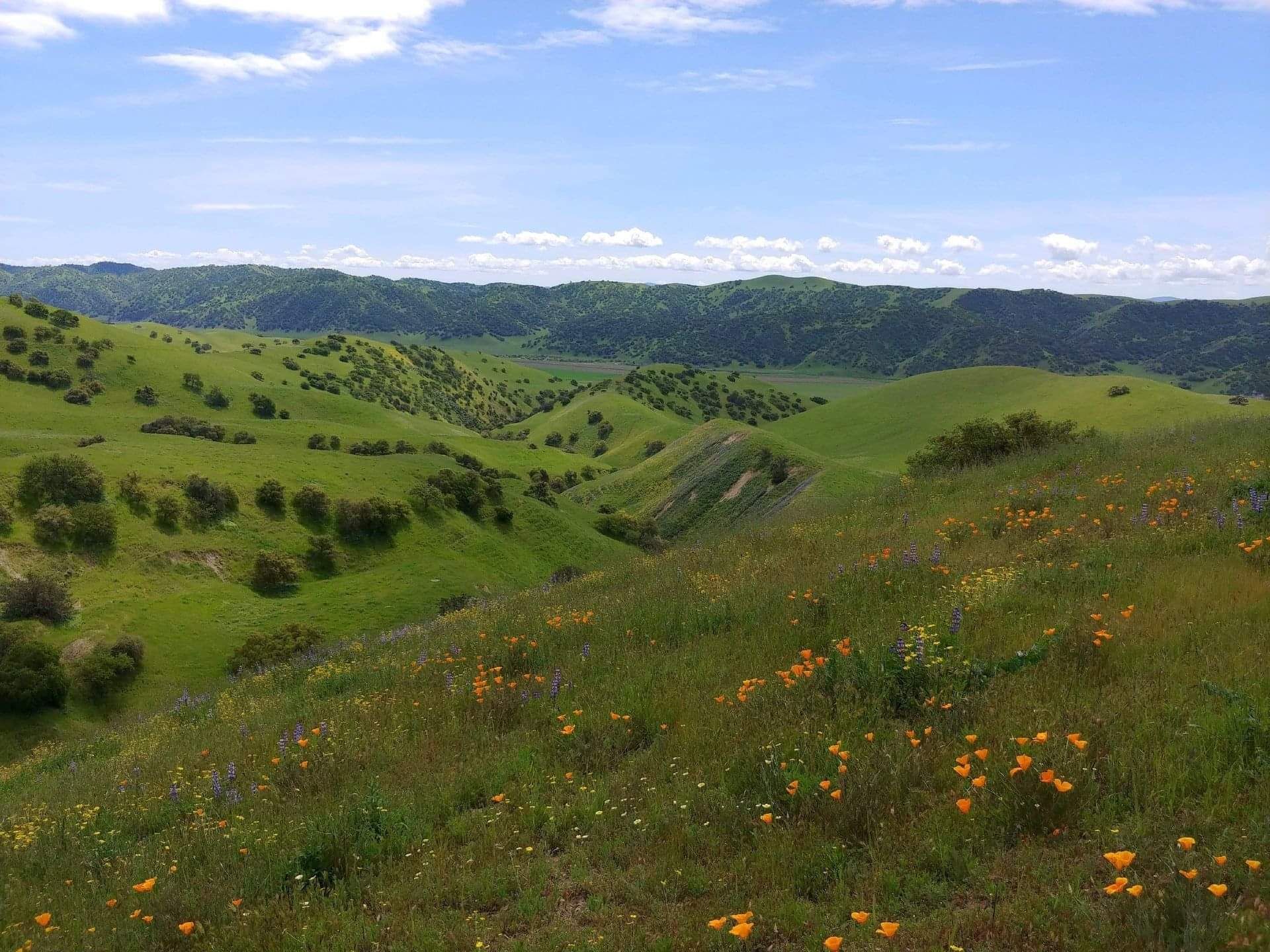 Rolling green hills with scattered wildflowers under a blue sky