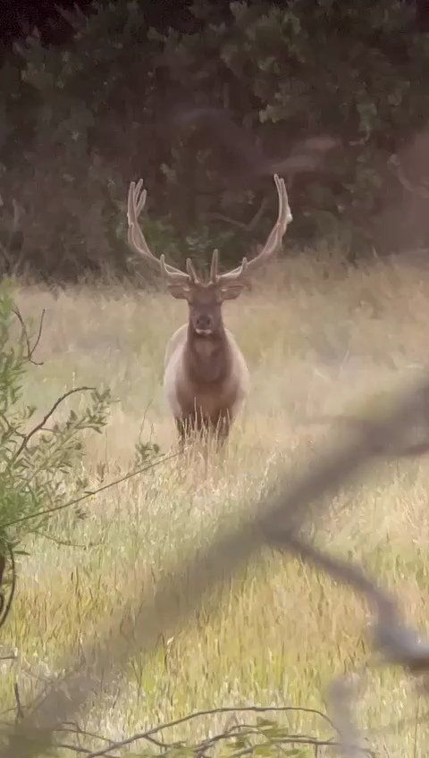 Buck deer standing in tall grass, facing forward with large antlers in a wooded clearing.