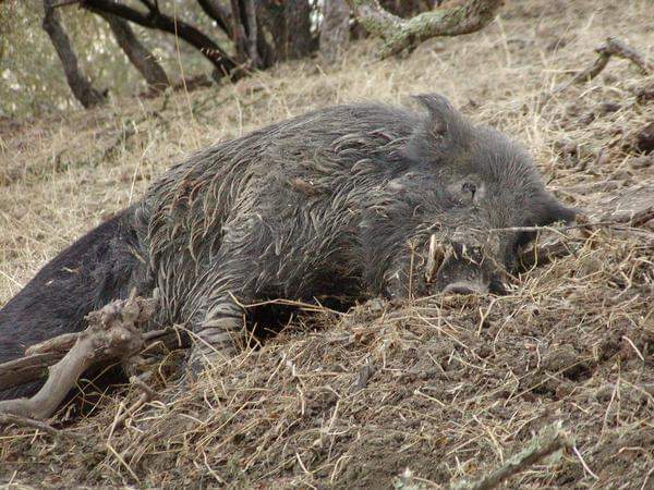 Dead wild boar lying in dry grass under trees
