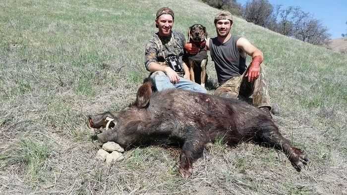 Three hunters pose with a dead wild hog on a grassy hillside.