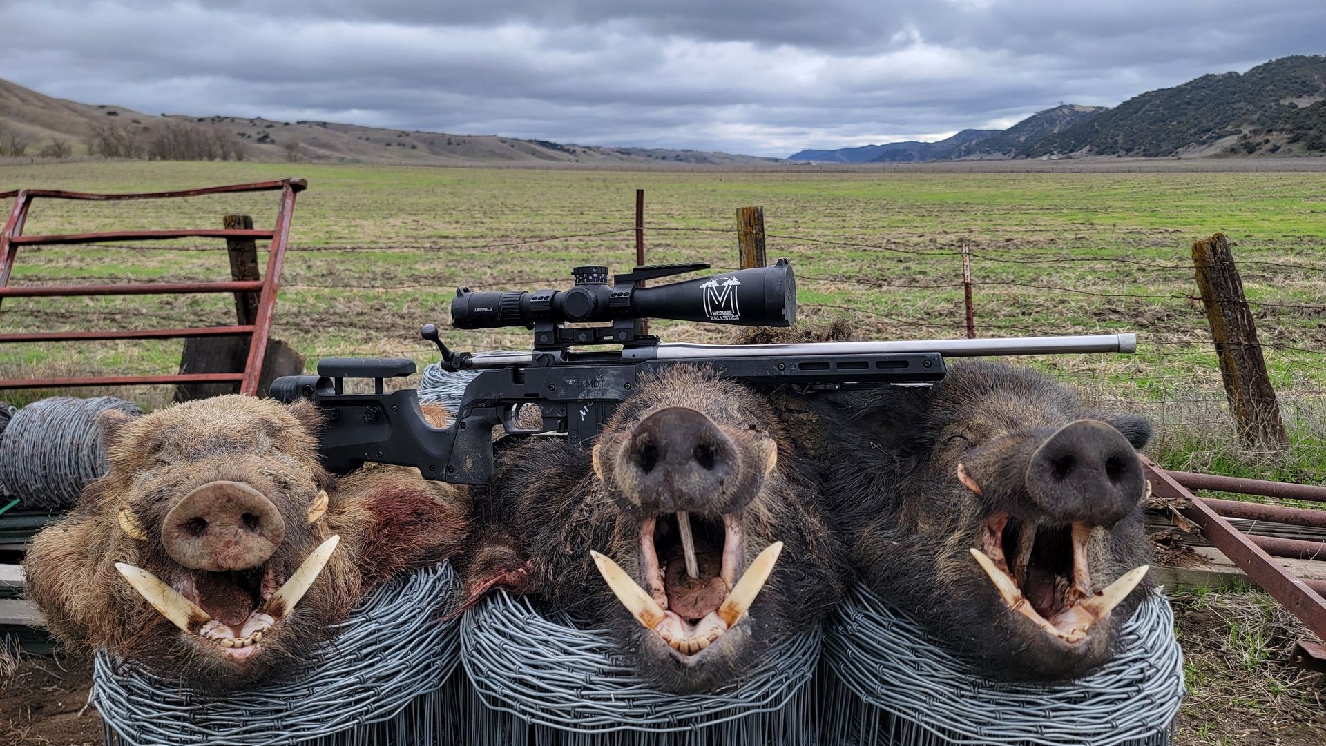 Three Trophy Boars