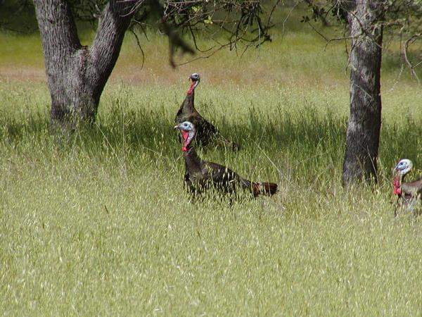 Wild turkeys standing in tall grass beneath trees, one with tail fanned and another at right.