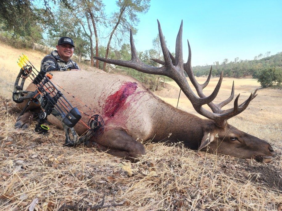 Hunter kneels beside a large dead elk in a dry field, holding a compound bow.