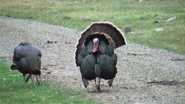 Two wild turkeys on a grassy path, one displaying its fan-shaped tail feathers.