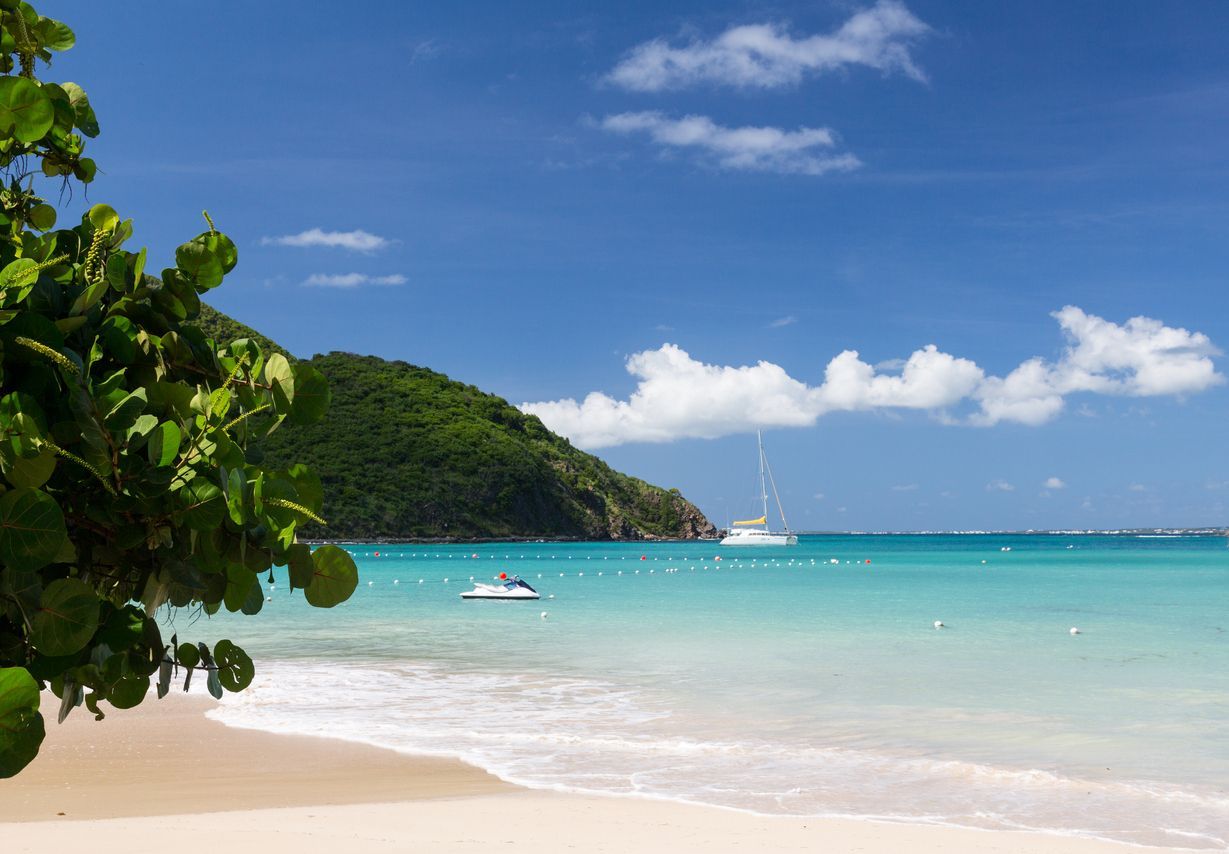A beach with a boat in the water and a tree in the foreground.