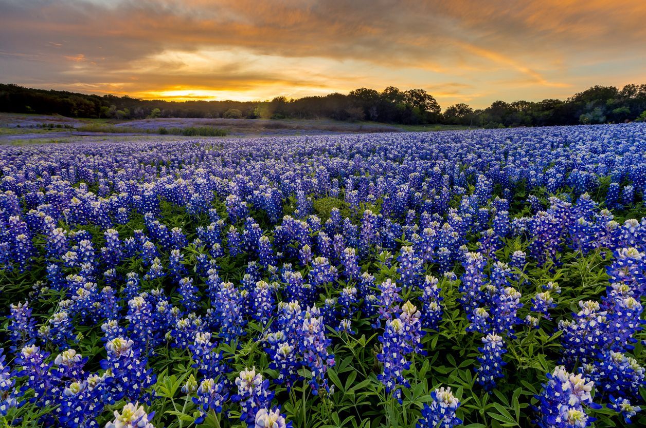 blue bonnets