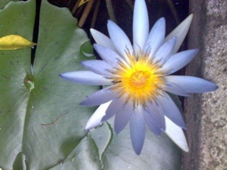 fiore