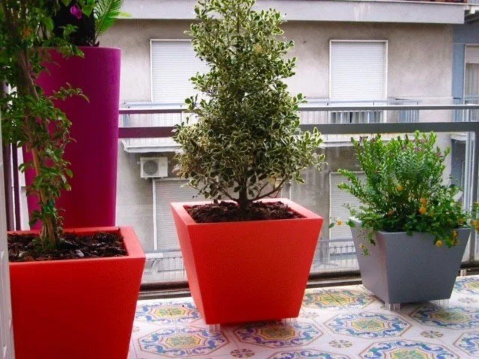 pianta in vaso