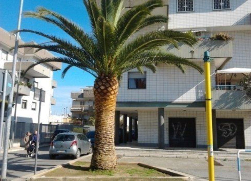 palma