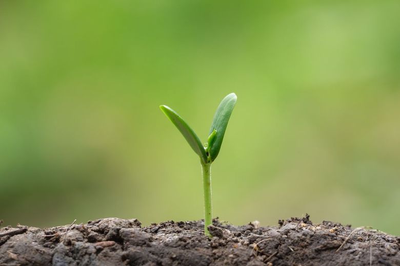 Small green seedling sprouting from dark soil against a blurred green background