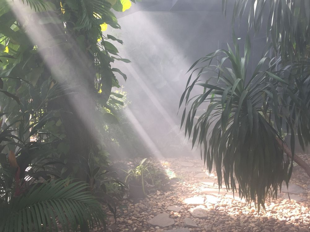Sunbeams streaming through dense tropical plants onto a misty garden path