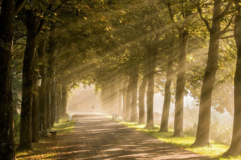 Sunlit tree-lined path with dappled shadows and misty golden light