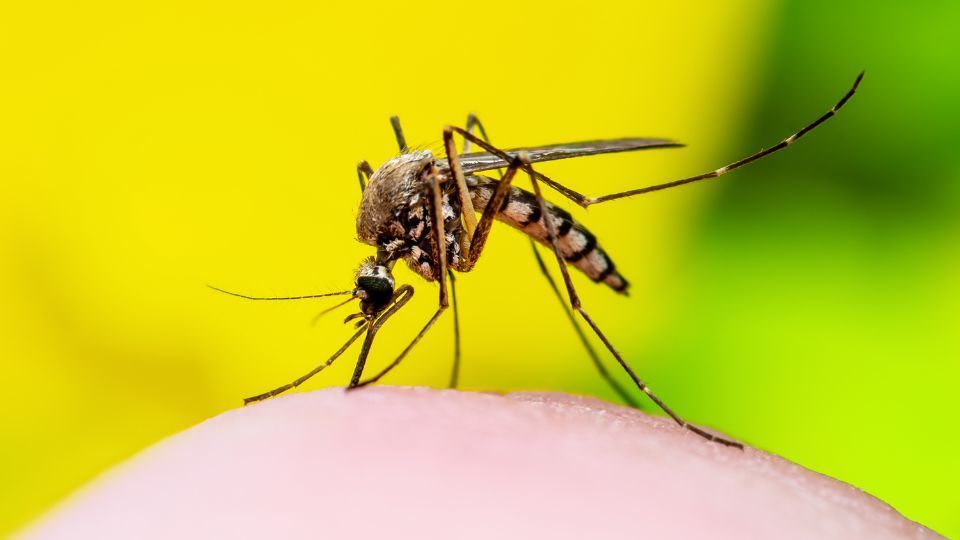 yellow fever vaccine Ormskirk