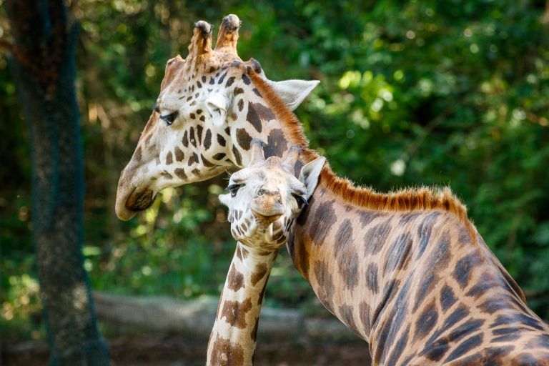 Girafas do zooparque itatiba