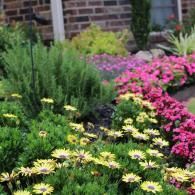 A garden bed with bright yellow daisy-like flowers in front, flanked by pink blooms, with green shrubs and brick wall.