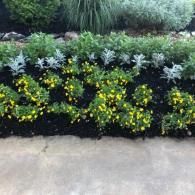A garden bed featuring vibrant yellow flowers in the front, silver-leaf foliage, and dark mulch, bordered by a walkway.