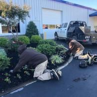 Two workers in brown jackets kneel in a garden bed, planting shrubs in dark mulch near a white utility truck.