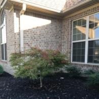 A small Japanese maple tree planted in a mulched bed against the brick exterior corner of a house.