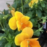 Two vibrant yellow pansies with orange centers bloom among green foliage in a nursery container.